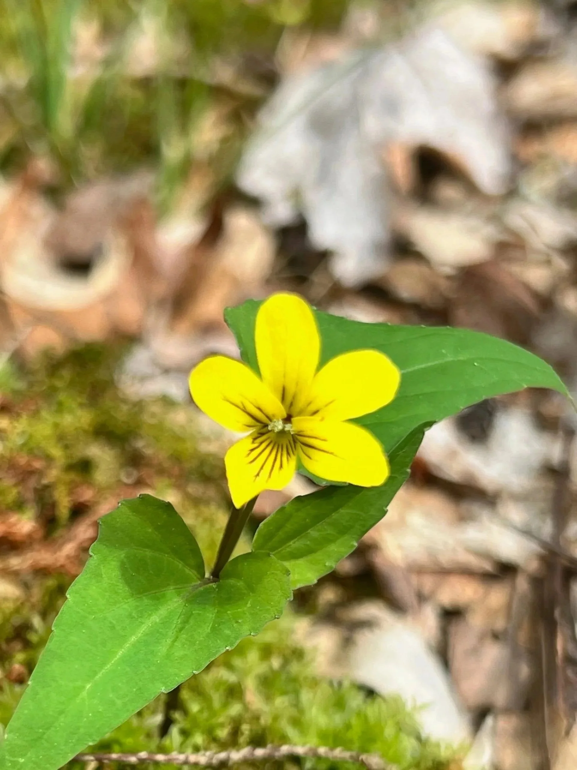 A small yellow flower with five petals and dark veins near the center, surrounded by green leaves, on a forest floor with moss and blurred background.