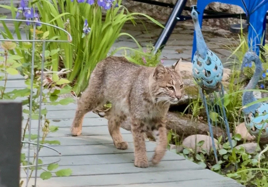 bobcat walking acrosswooden path
