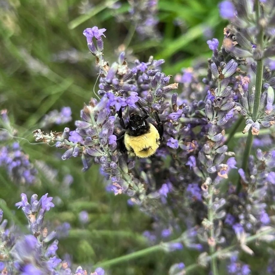 This is a bumblebee sitting in purple lavender flowers, having a snack or a rest. She deserves a break. What a hardworking lady. She looks fuzzy and hugable.