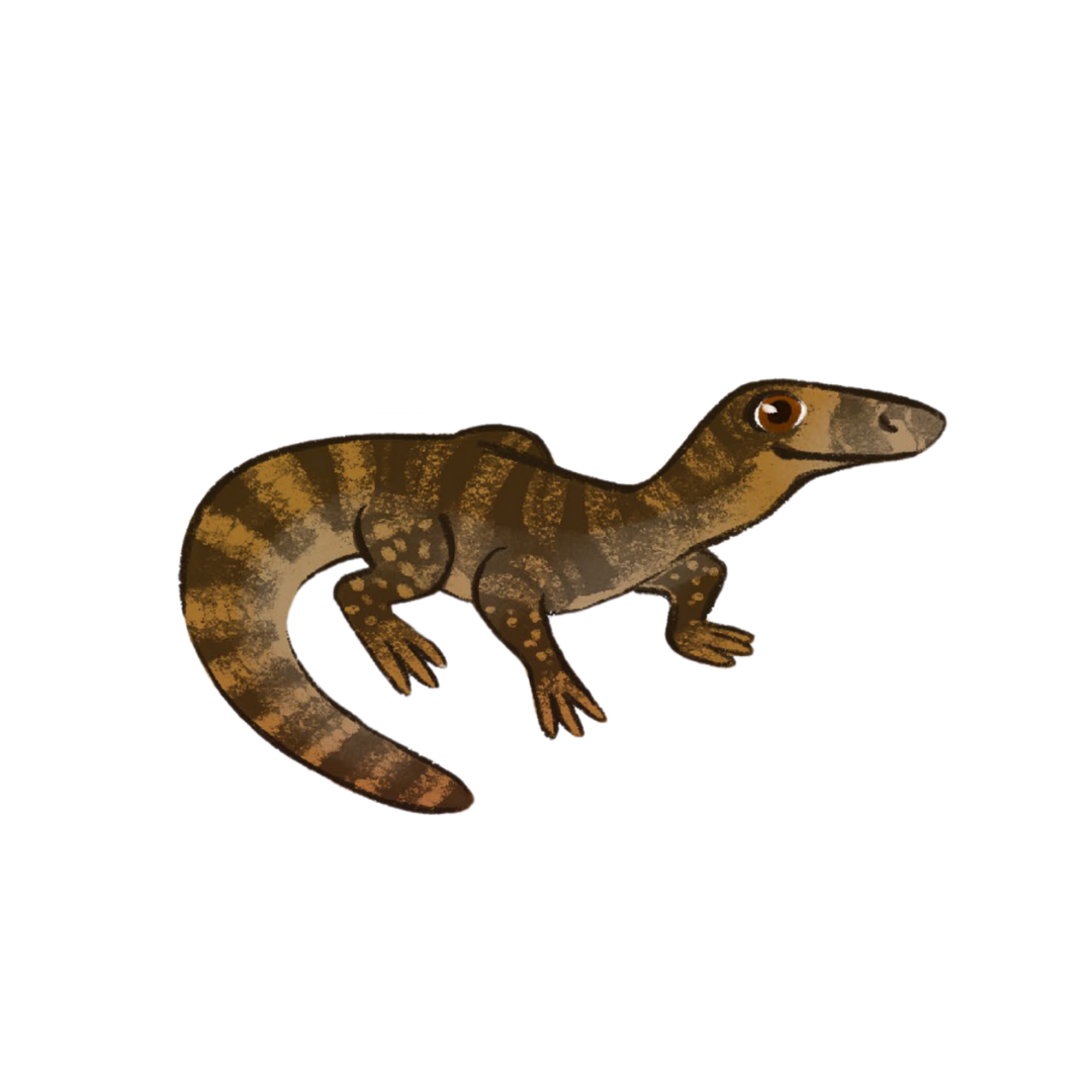 Illustration of a brown and tan goanna with a long tail and four legs, facing to the right.