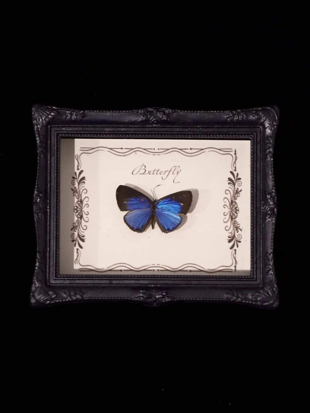 Framed Butterfly Specimen "Jamides Bochus"