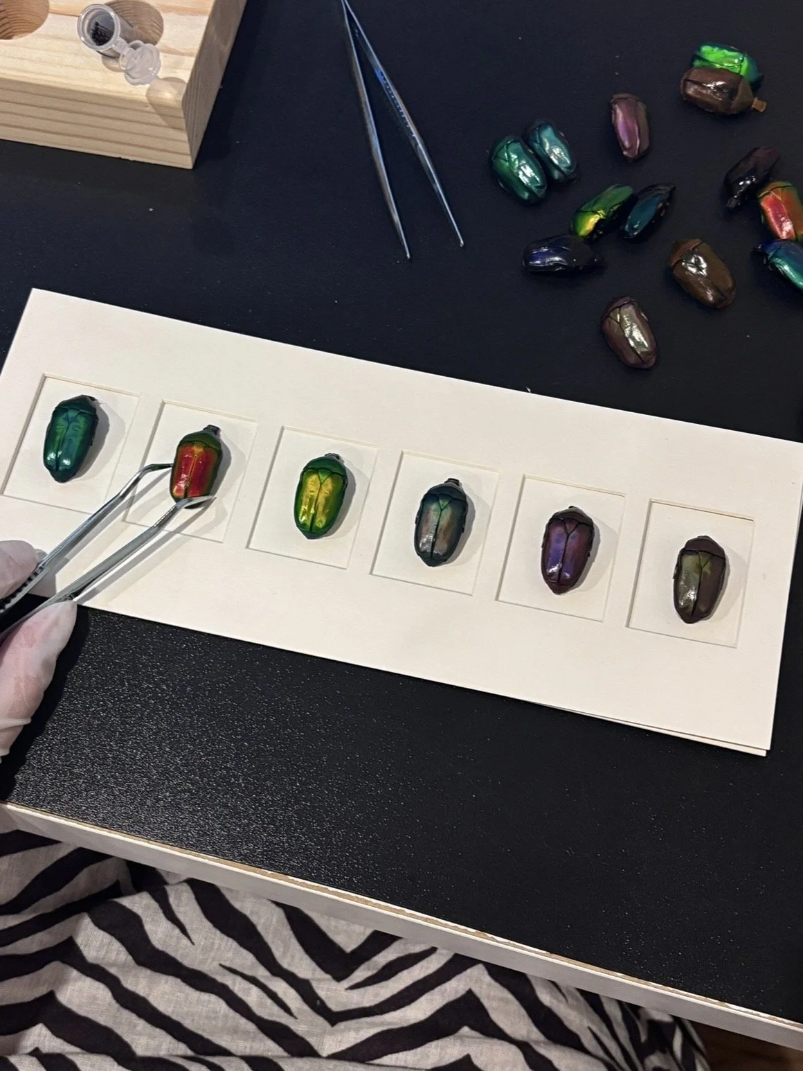 Colorful iridescent beetle specimens arranged in individual slots on a white display board, with some scattered on a black surface and a pair of tweezers being used to handle one of the beetles.