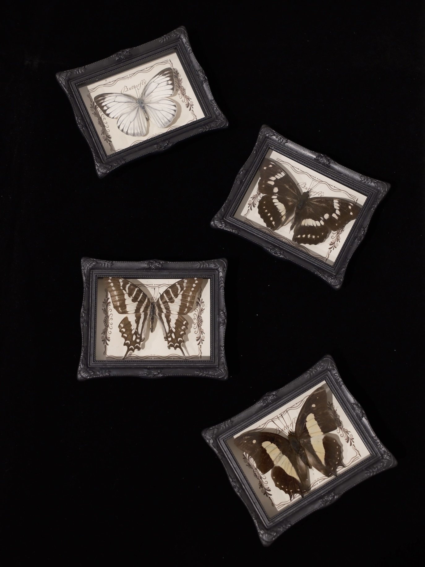 Four framed butterfly specimens displayed against a black background.