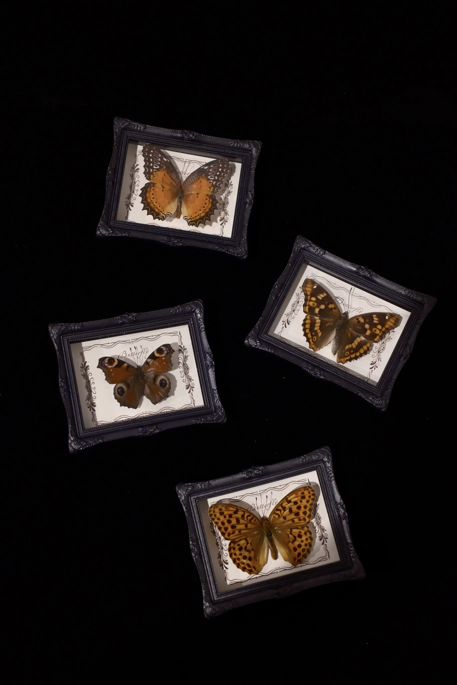 Four framed butterflies displayed on a black background, each in a decorative black frame with white label beneath.