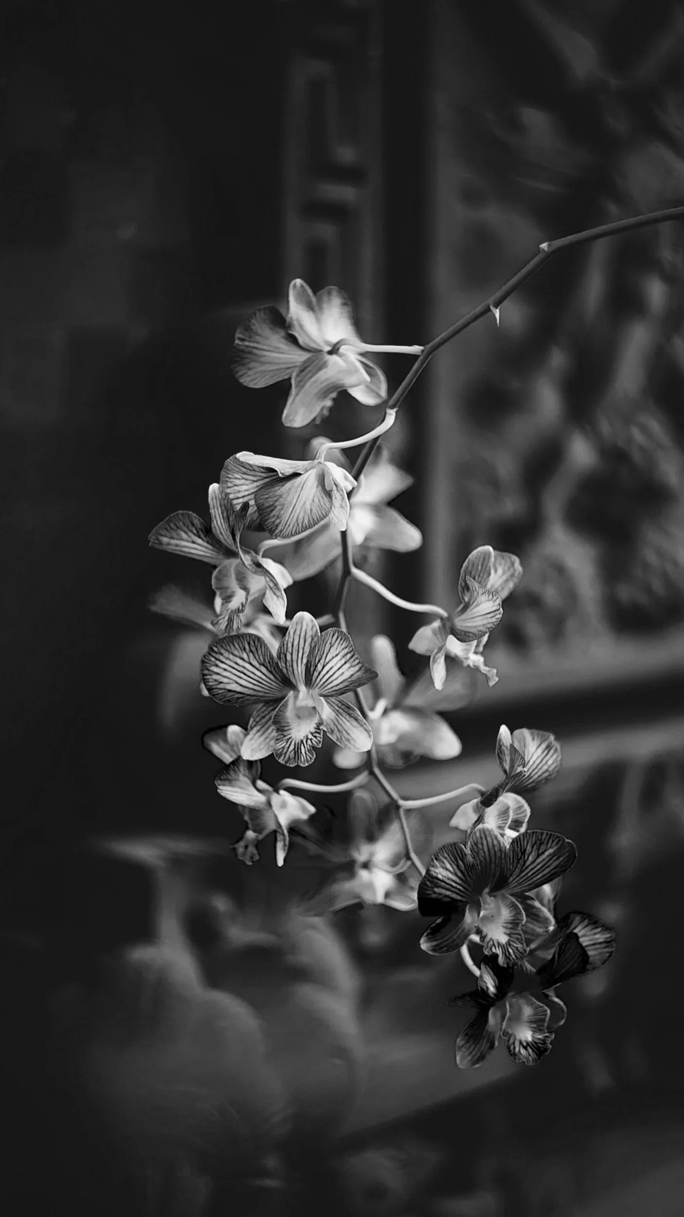 Black and white photograph of an orchid flower with multiple blooms on a trailing stem, against a blurred background.
