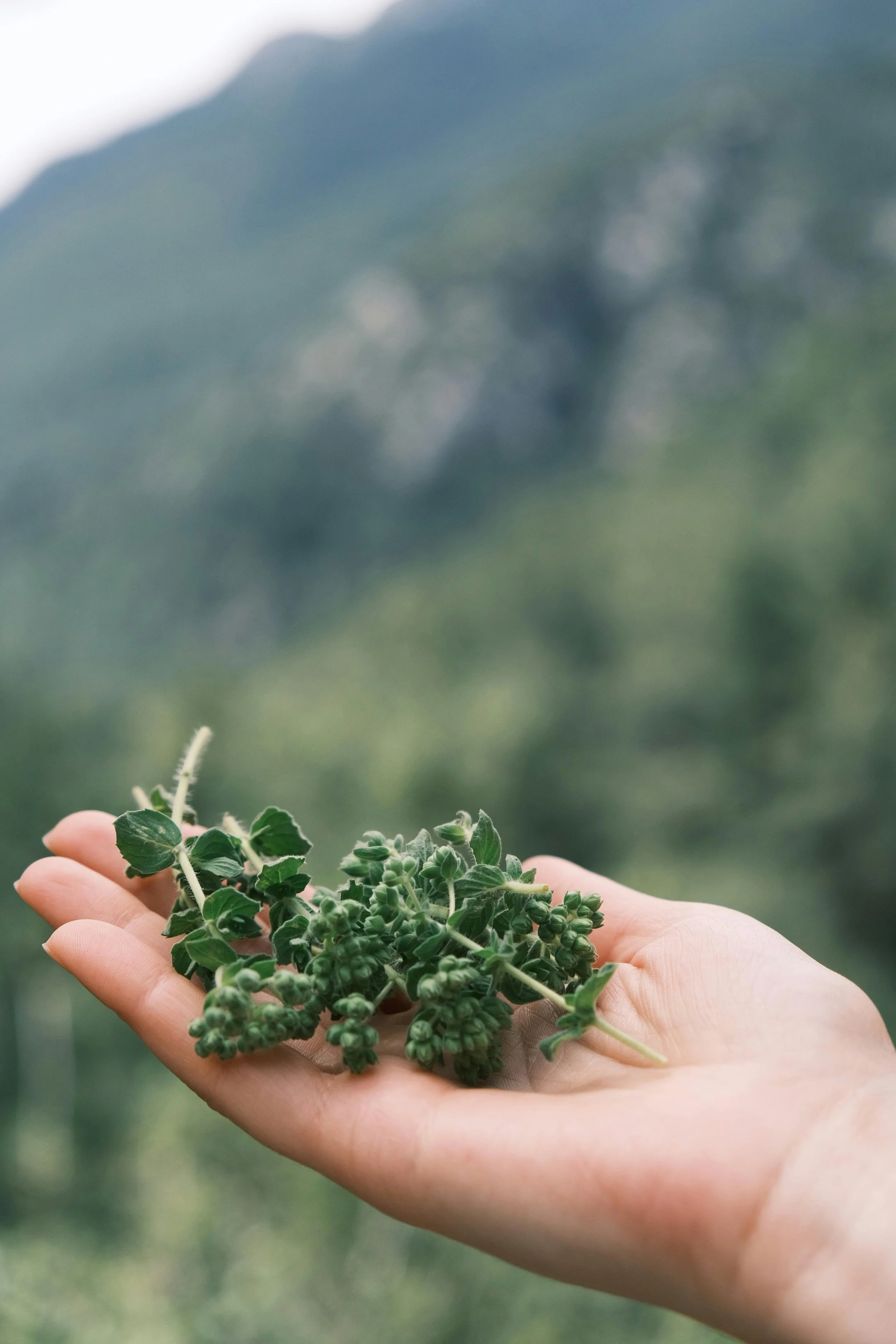 Hand hält frische grünen Kräuter vor einem unscharfen, bewaldeten Berg.