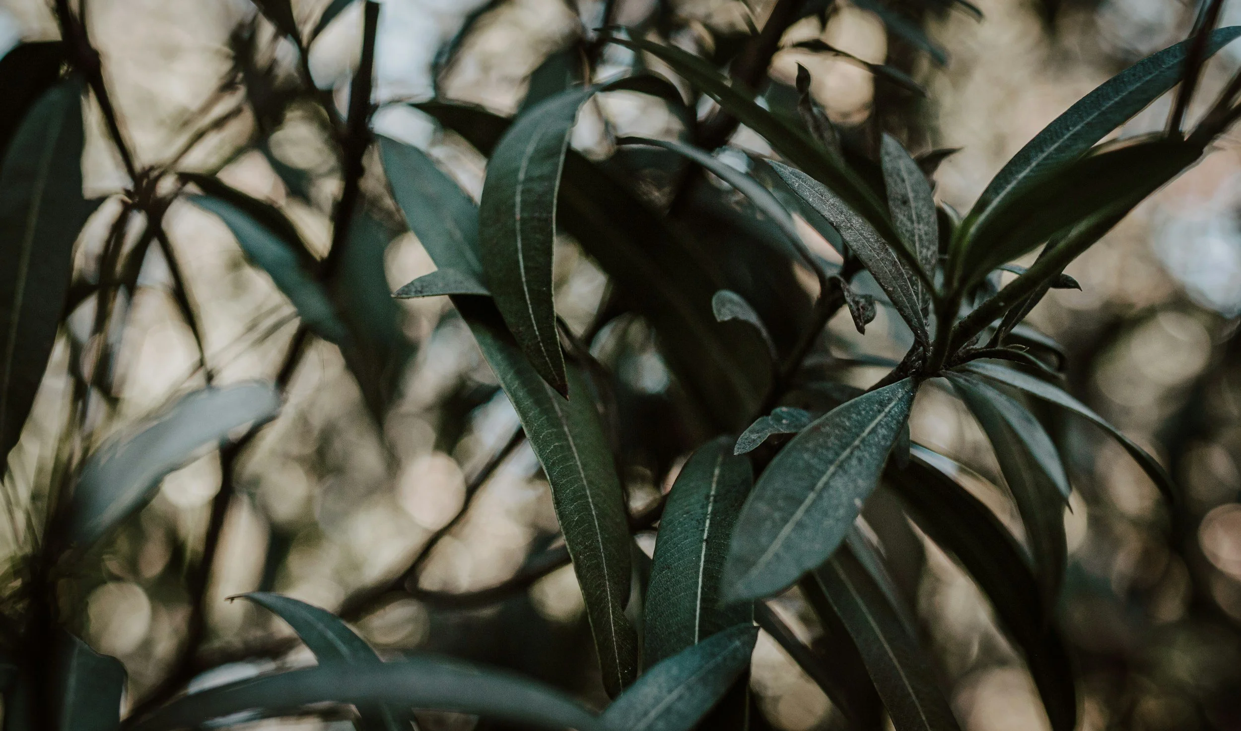 Close-up of green native foliage