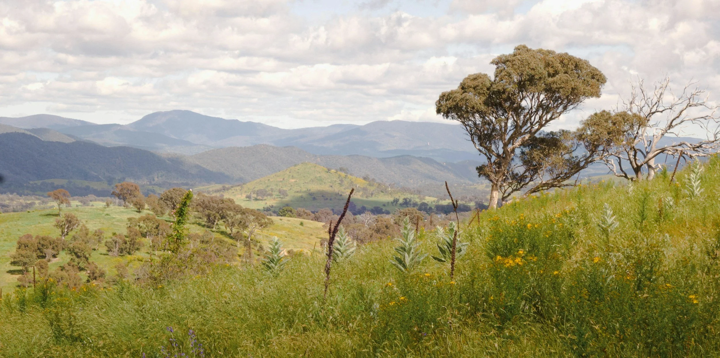 Eucalyptus tree overlooking a green mountain landscape