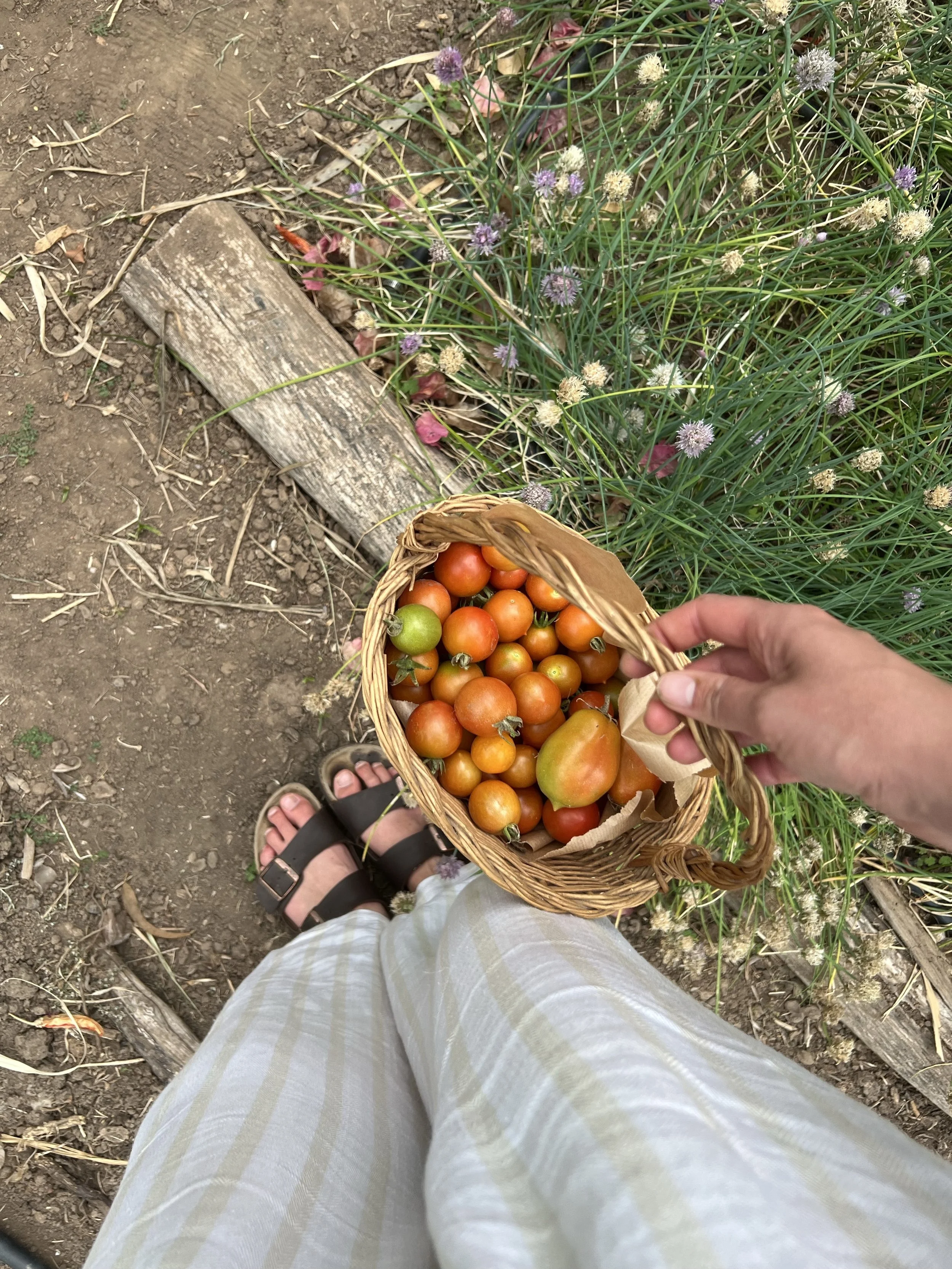 tomatenernte.jpeg