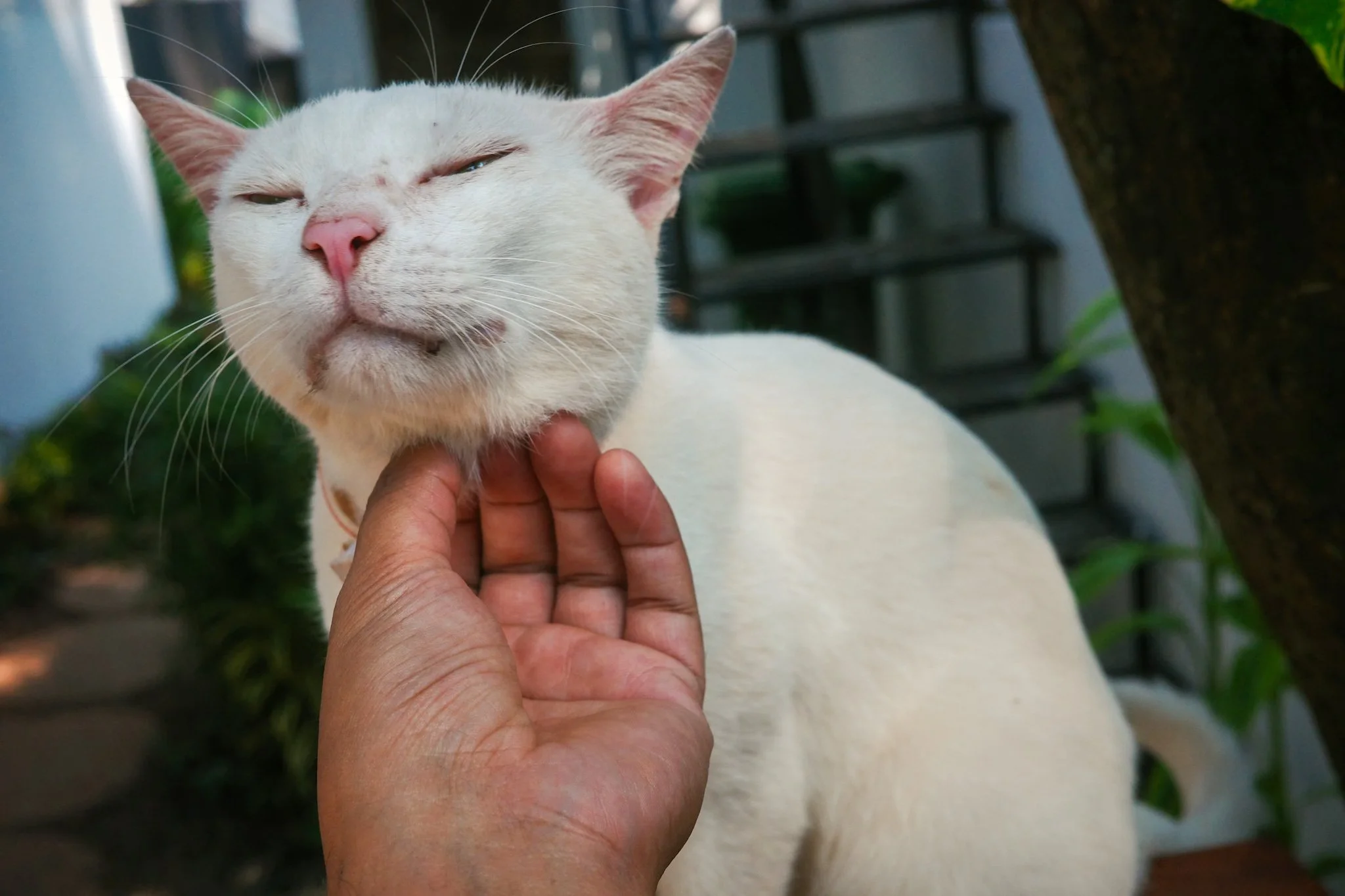 A person petting a white cat with a pink nose and closed eyes outdoors, near some greenery and a staircase.