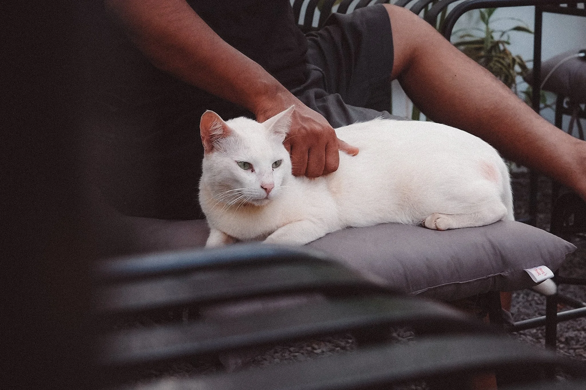 A white cat with green eyes lying on a gray cushion, being petted by a person wearing a black shirt and shorts, with indoor plants and furniture in the background.