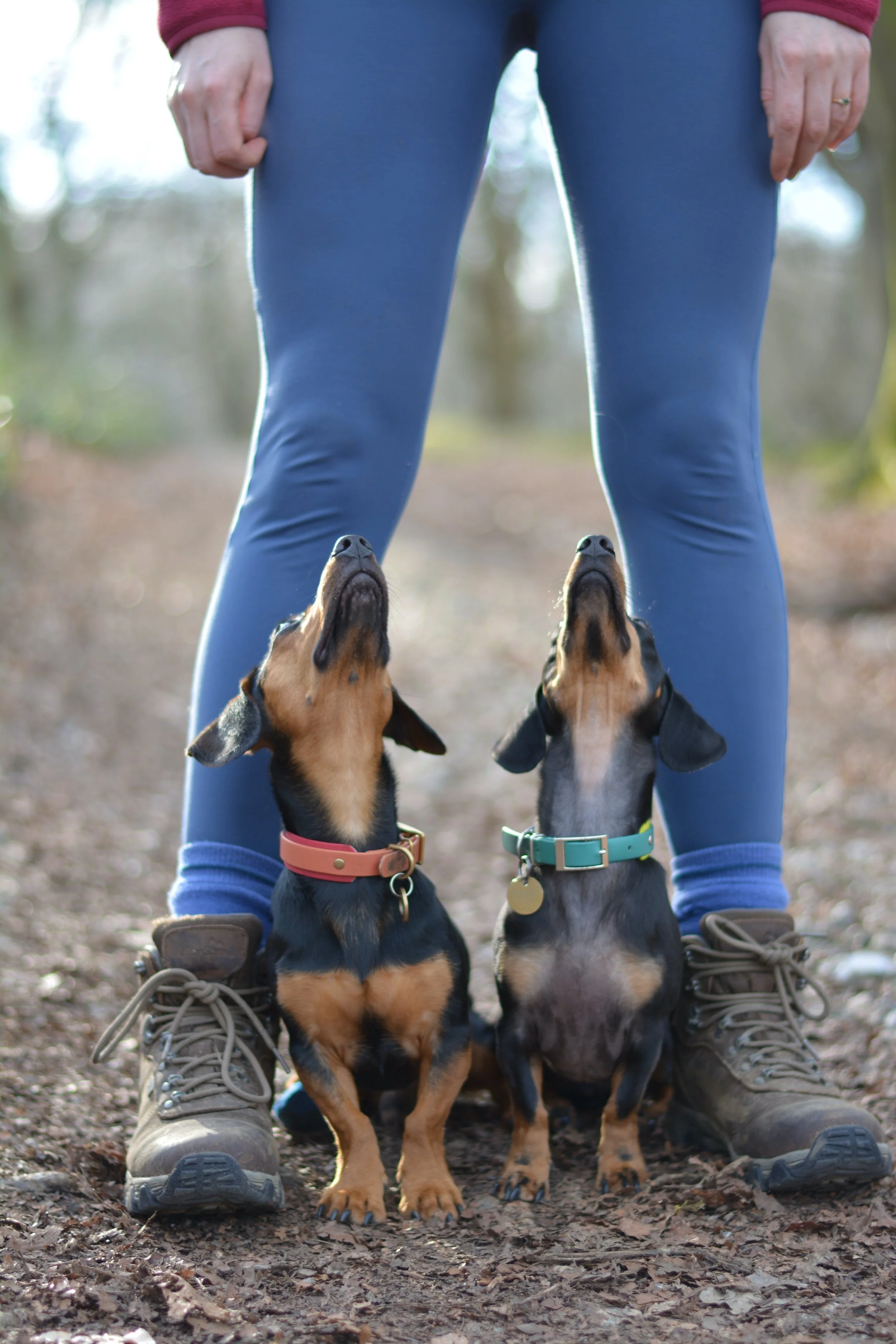 Pets are the new kids