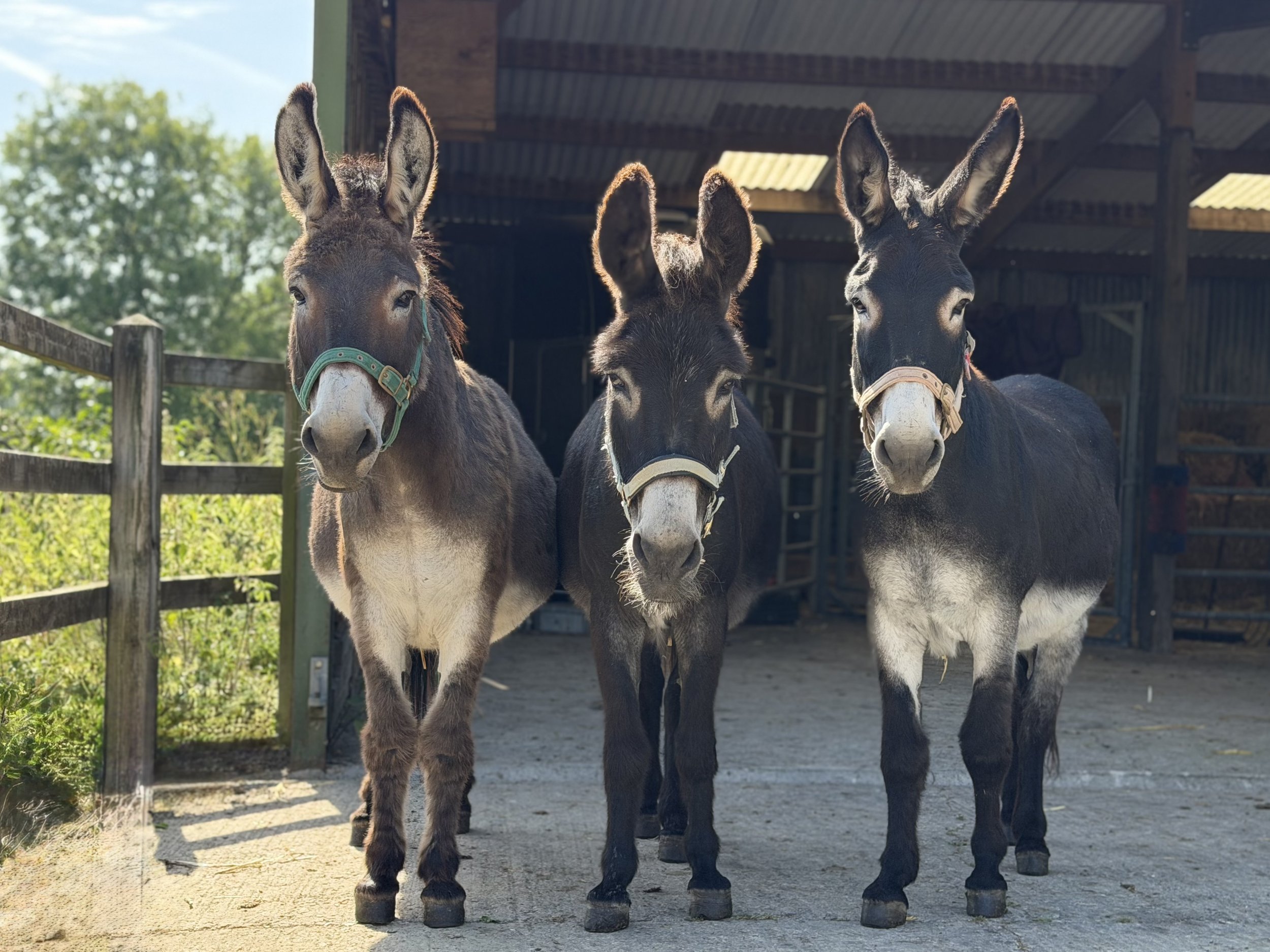Three donkeys standing in a row. Ears forward. Looking very sweet in their stable yard, with their barn in the background.