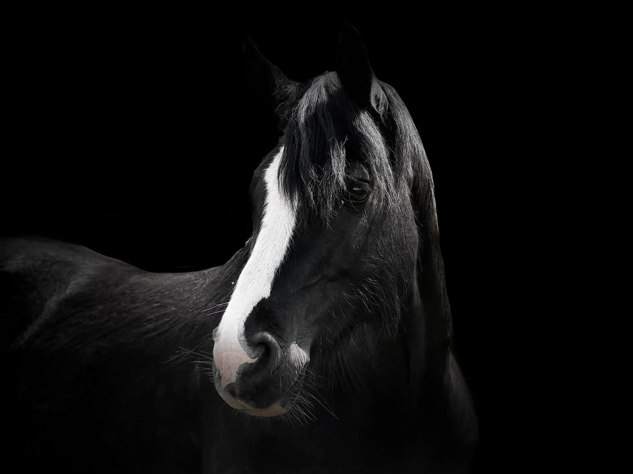 A stunning black horse with a white blaze, set on a black background