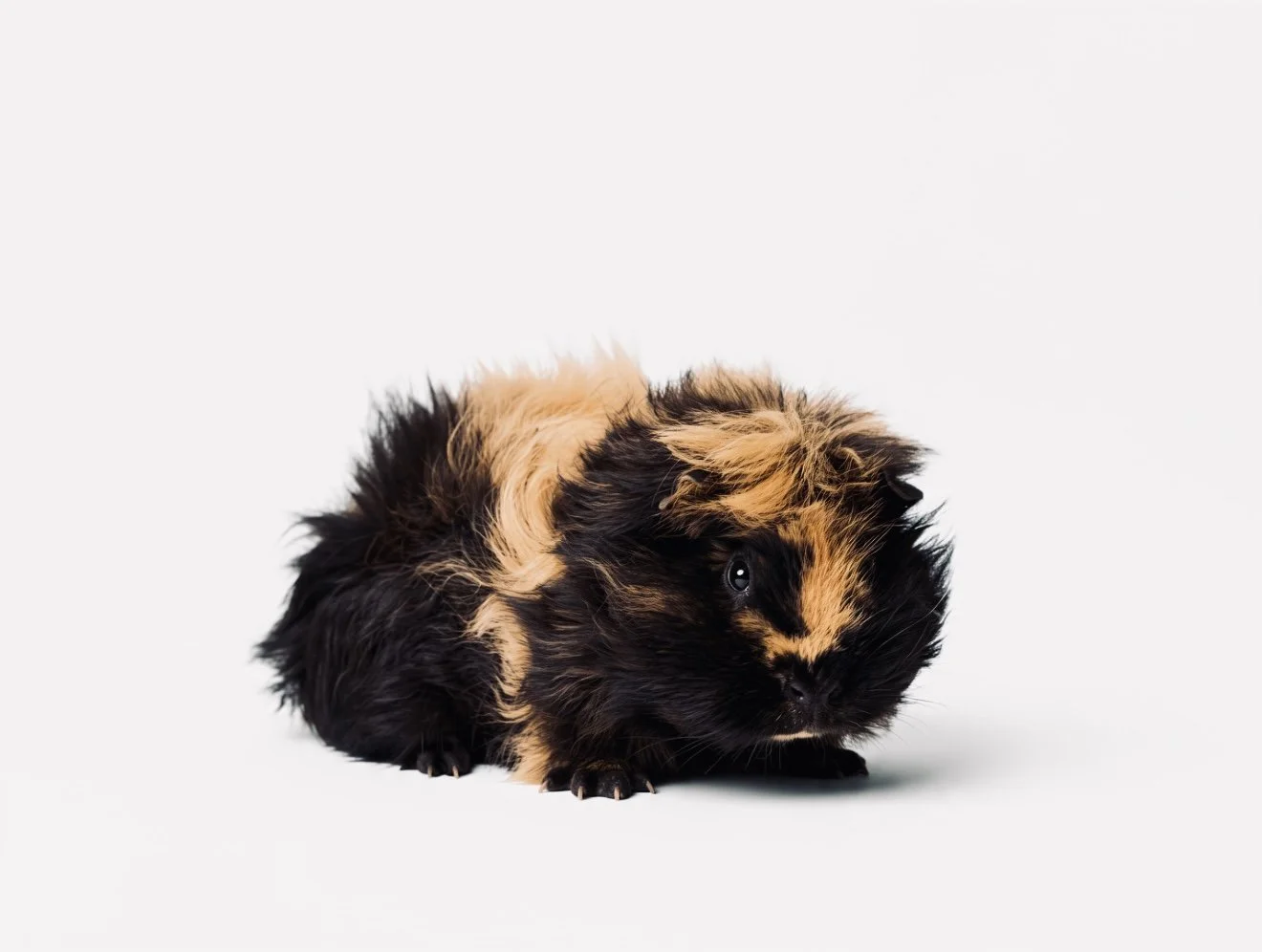 A photograph of a guinea pig. Very sweet ginger and black guinea pig on white background