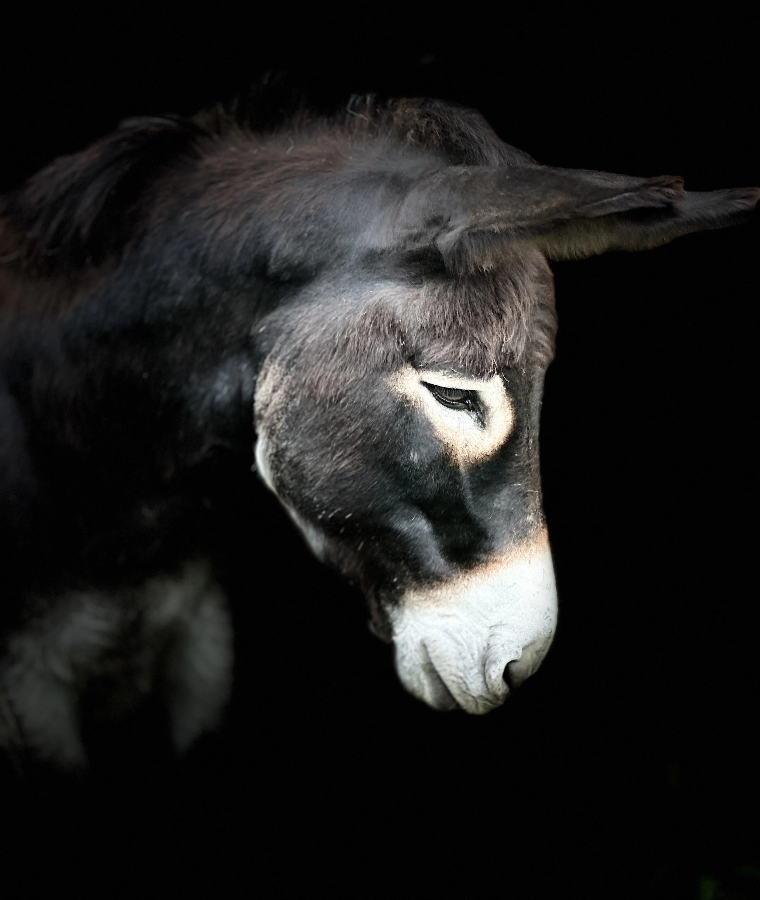 Donkey's head shot, very beautiful stunning donkey with big ears on a black background