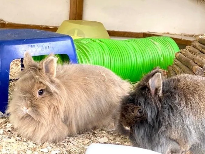 Two Lionhead rabbits. Very cute, in their hutch.