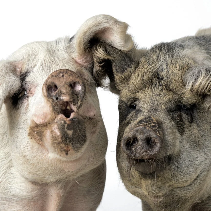 Two pigs. One is a gloucester old spot pig, and the other pig is, The Hungarian Mangalitza is a rare heritage breed of domestic pig.