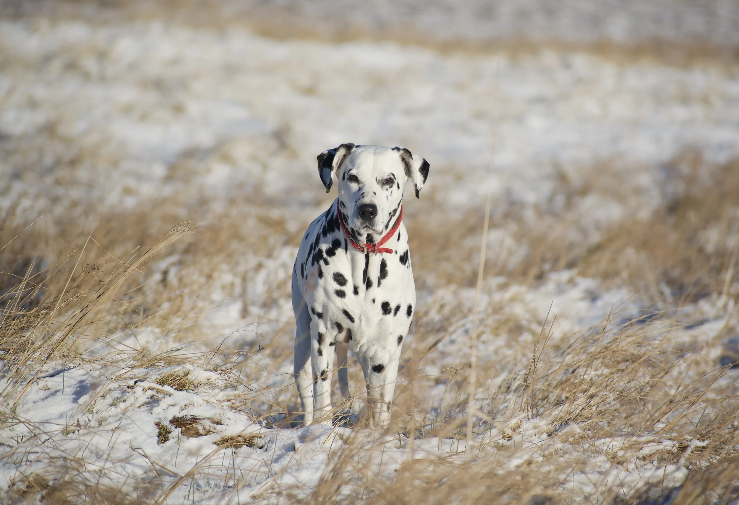 Dalmatian Dog in snow