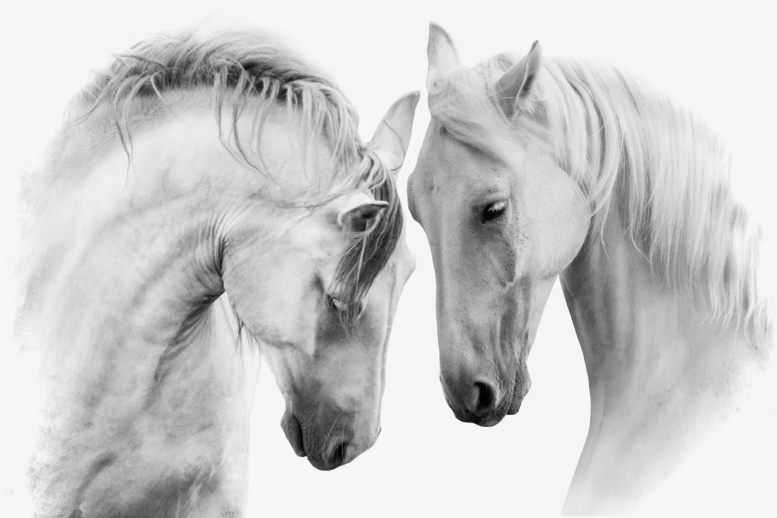 Two grey horses heads close together