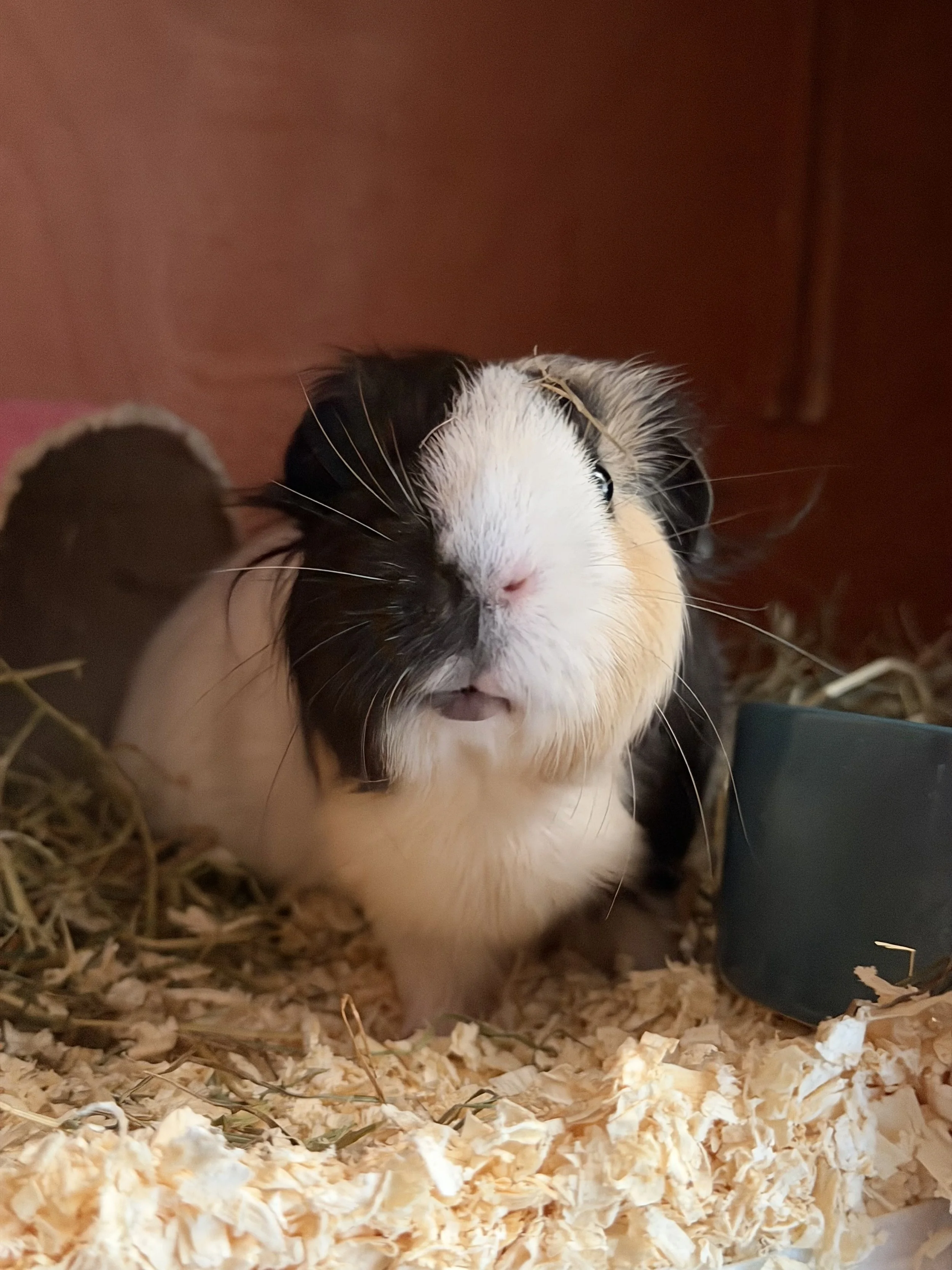 A multicoloured Guinea Pig