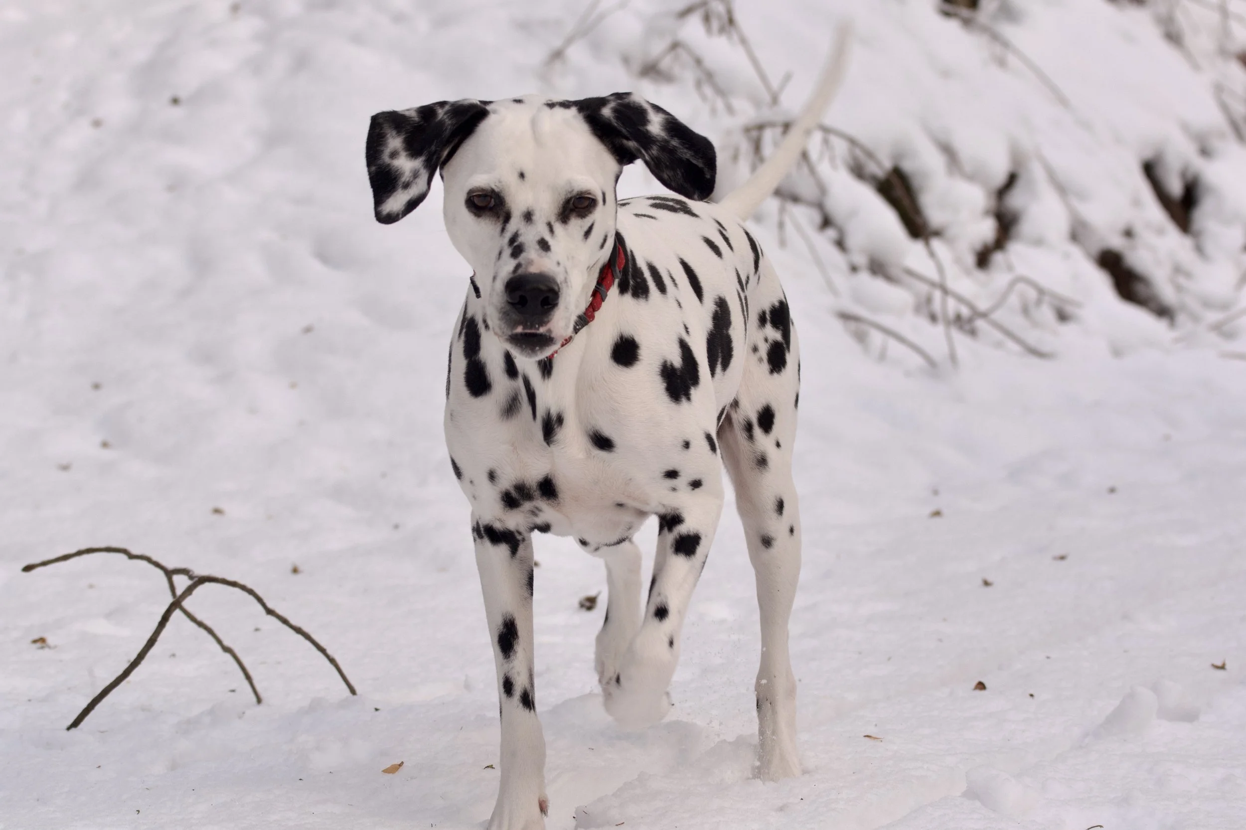 A Dalmatian dog running in thick snow.