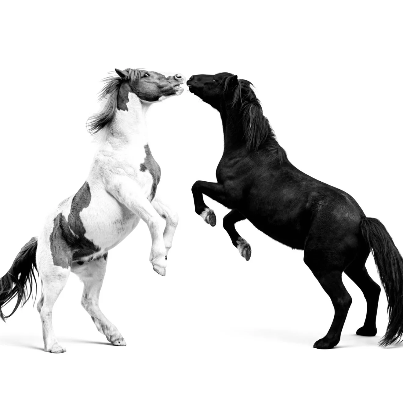 A photograph of two horses rearing up at each other whilst playing. Set on a white background. One horse is black and the other horse is skewbald.