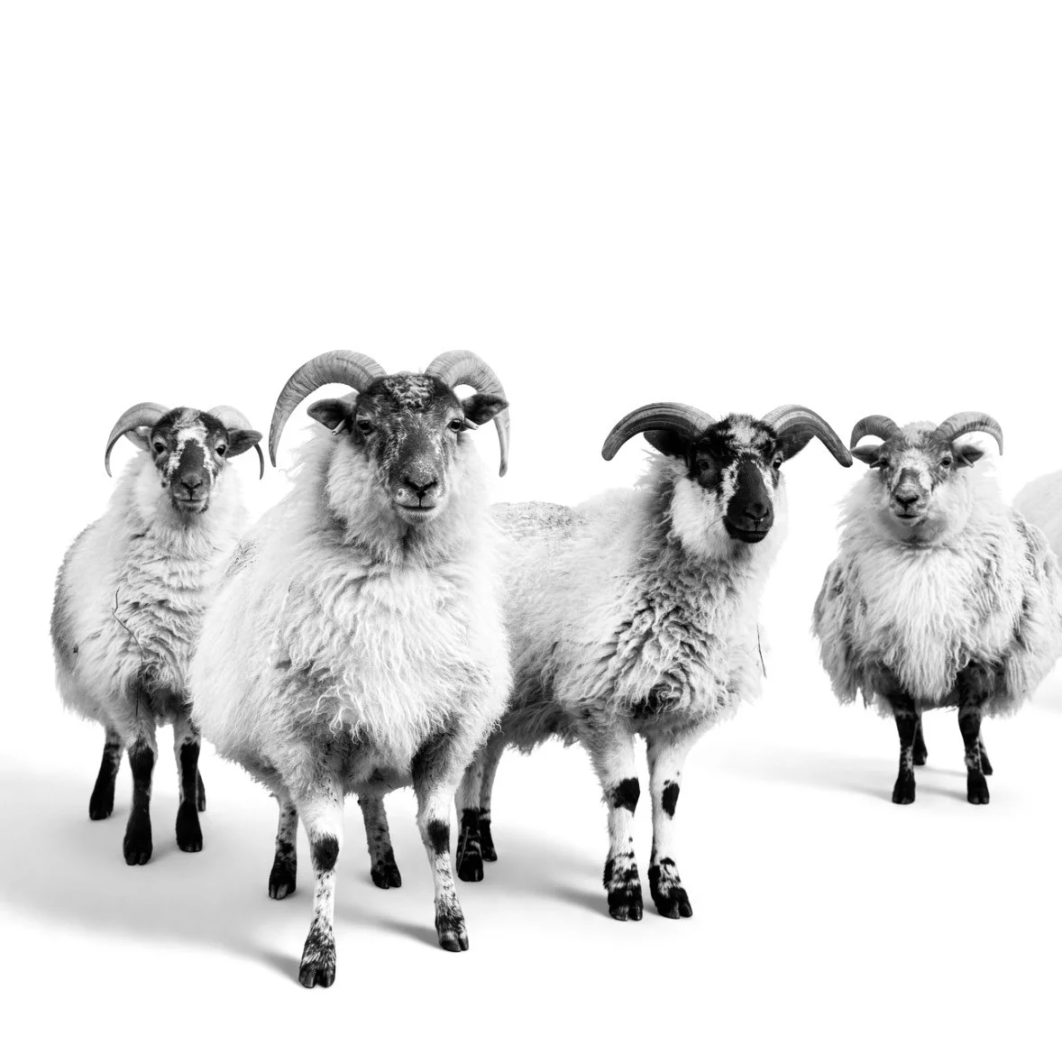 A photograph of rare breed flock of sheep. The Boreray Blackface, also Hebridean Blackface or Boreray, is a rare Scottish breed of sheep originating on the St Kilda archipelago off the west coast of Scotland and surviving as a feral animal on one of 