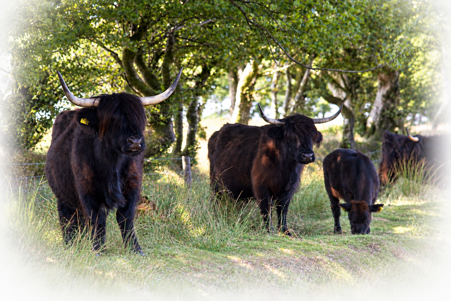 Black Highland cattle standing in a grassy field beneath trees. illustrating smallholding and farm animal care.