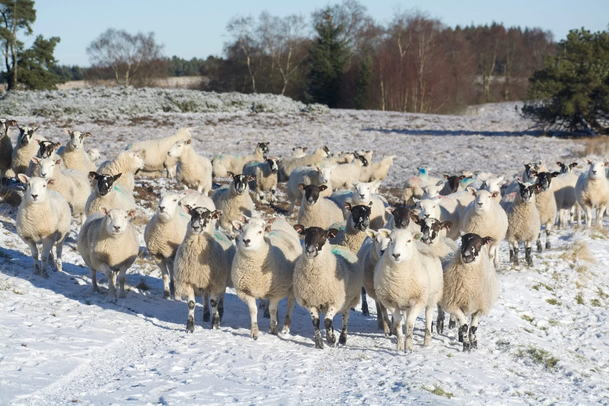 A flock of sheep in snow, waiting to be fed. 