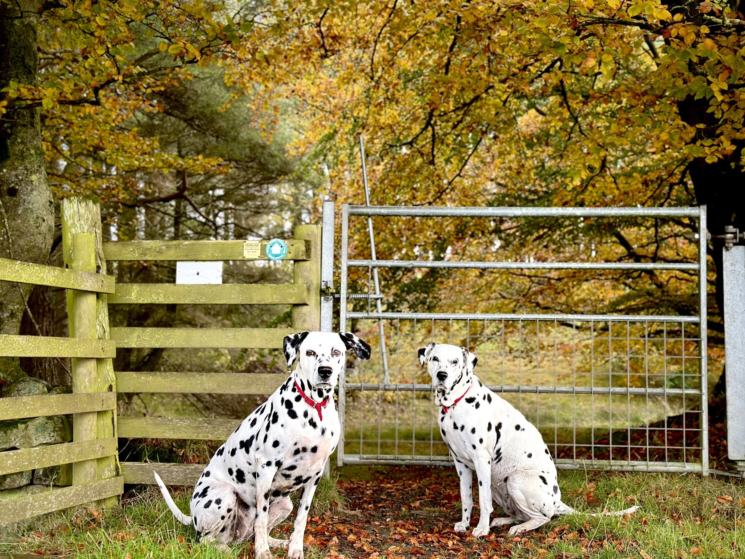 A photograph of two beautiful Dalmatian dogs in the autumn time. about to go through a gate in to a wooded area. They are sitting patiently for me to open the gate. 