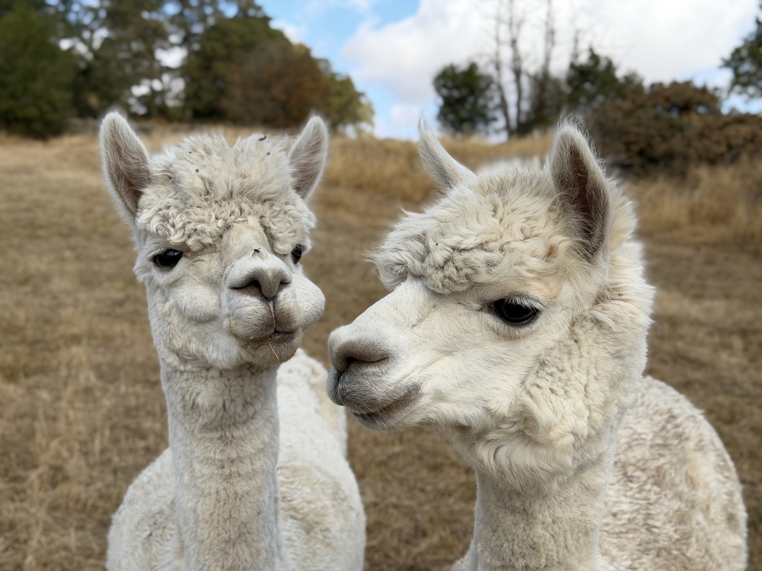 A photograph of two Alpaca's heads looking at each other out in the field.