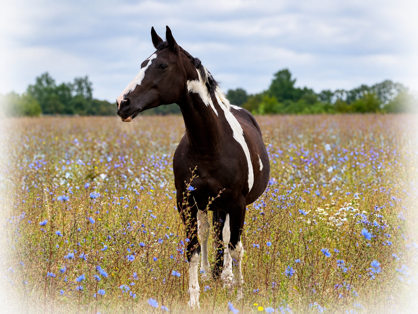 Black and white horse standing in wildflower meadow, illustrating A3 House & Pet Sitting's  professional equine care in  Wiltshire