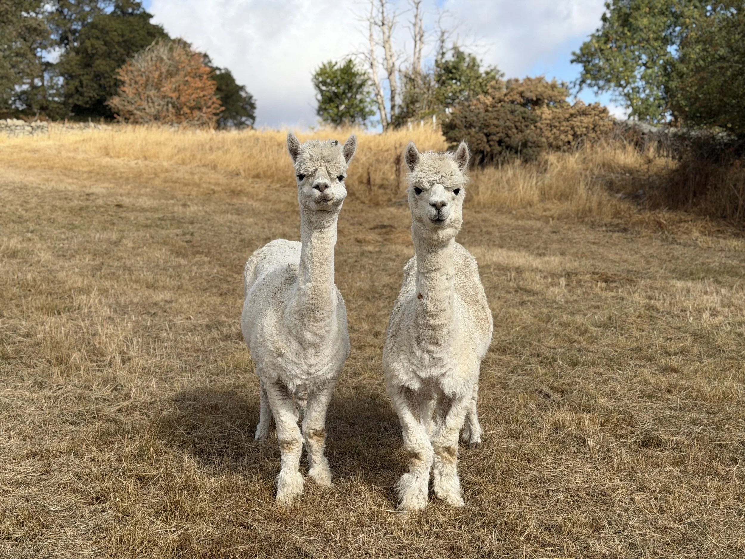 Two white Alpacas stood next to each other in the field. 