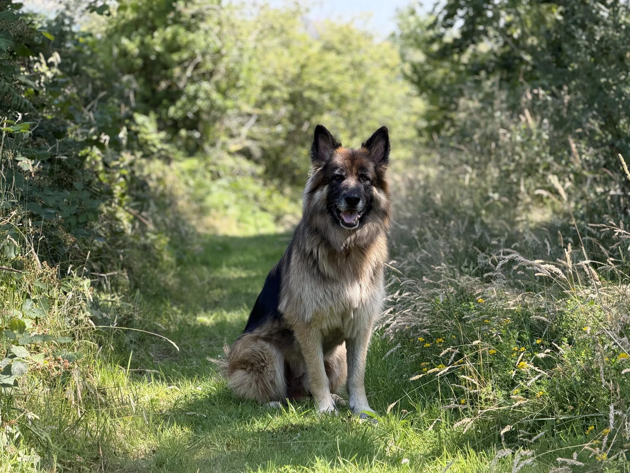 German Shepard dog out on a walk on a grassy path.