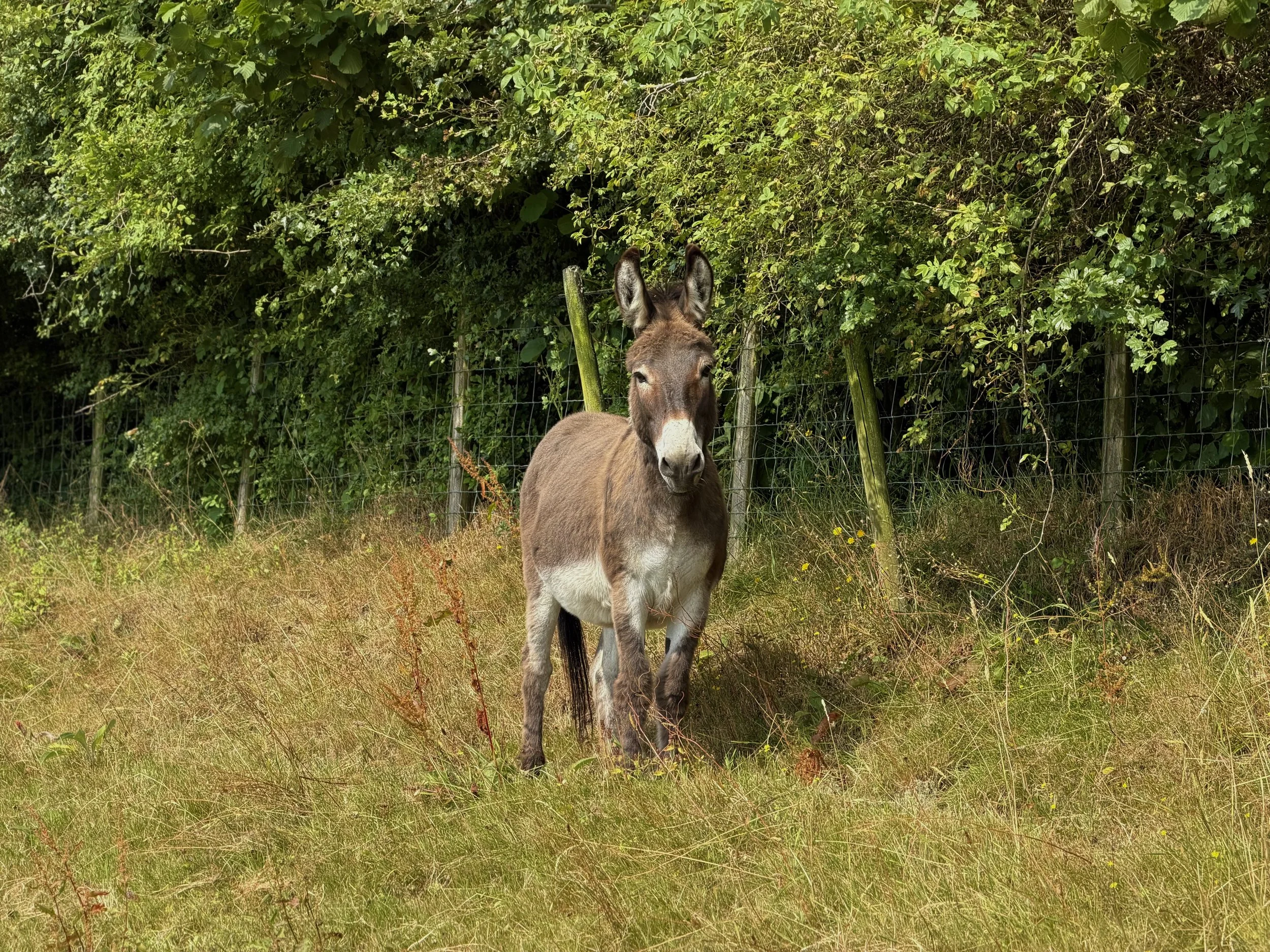 A very beautiful brown donkey stood alert and friendly in the field.