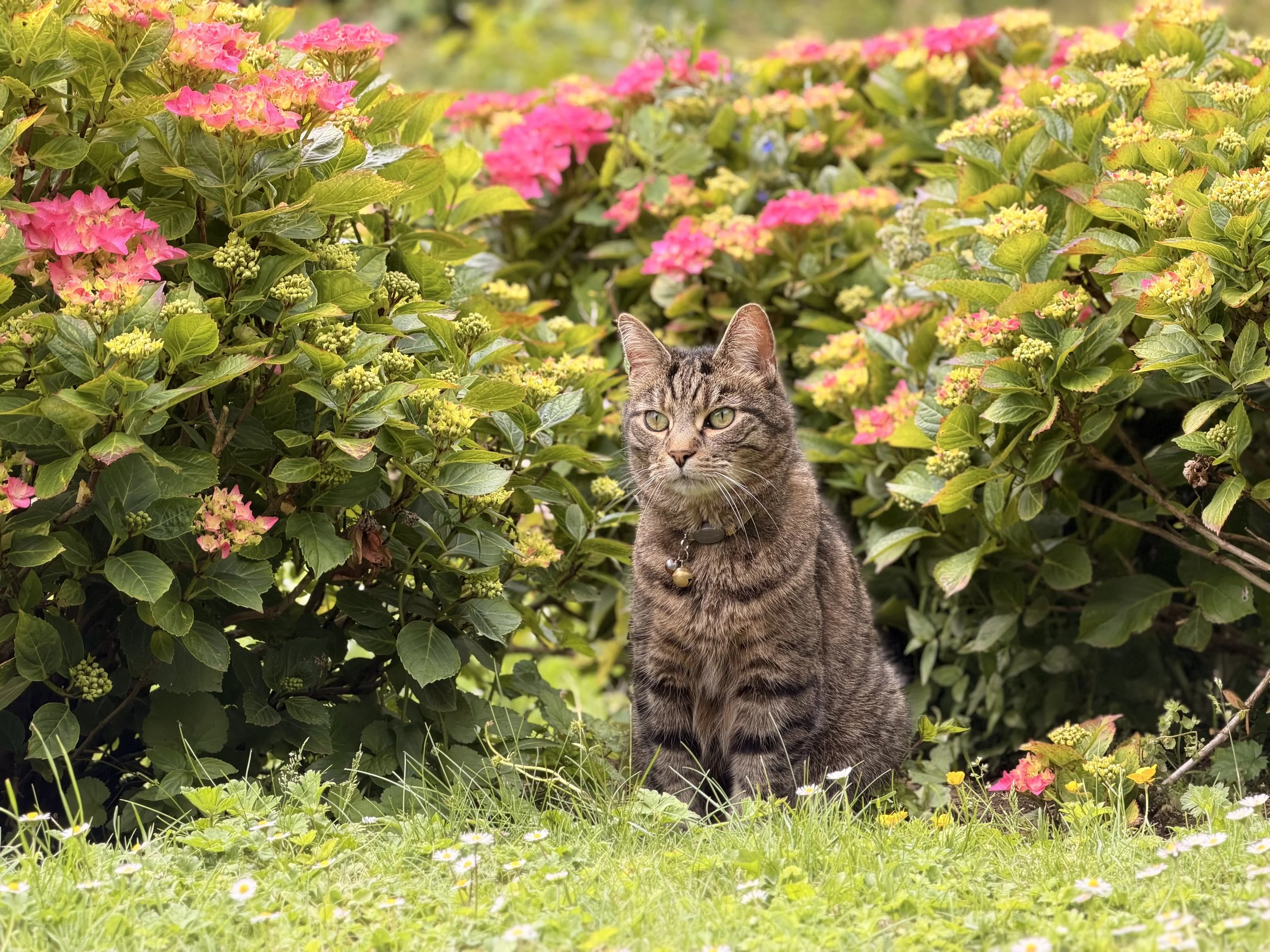 A photograph of a tabby cat sat in the garden with pink flowering hydrangeas surrounding the cat.