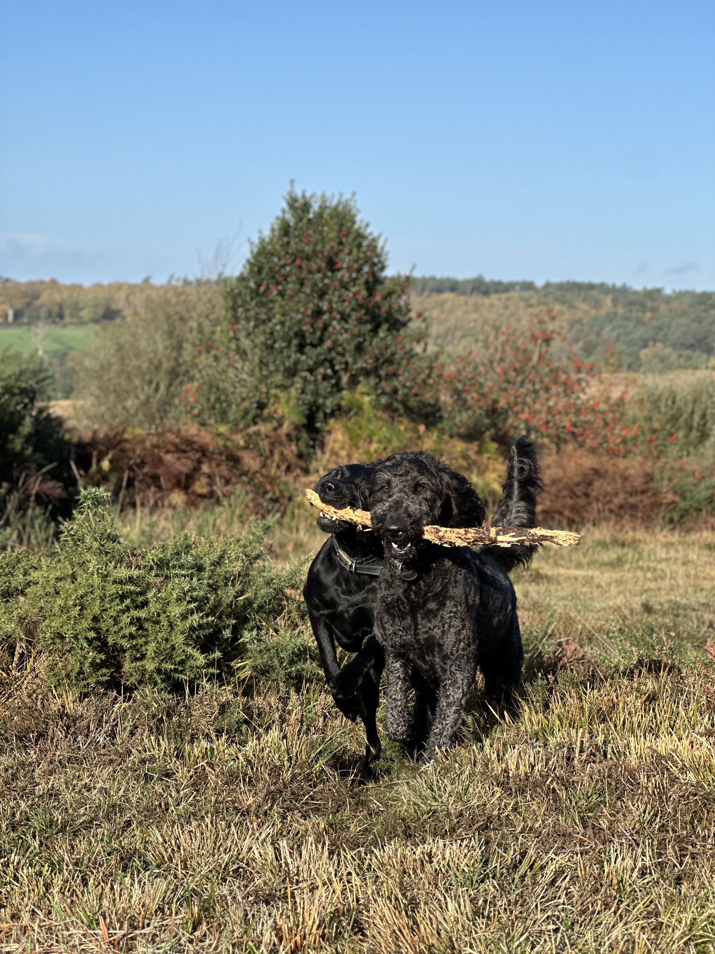 Two beautiful dogs running happily, both caring the same long big stick between them. Sharing is caring. 