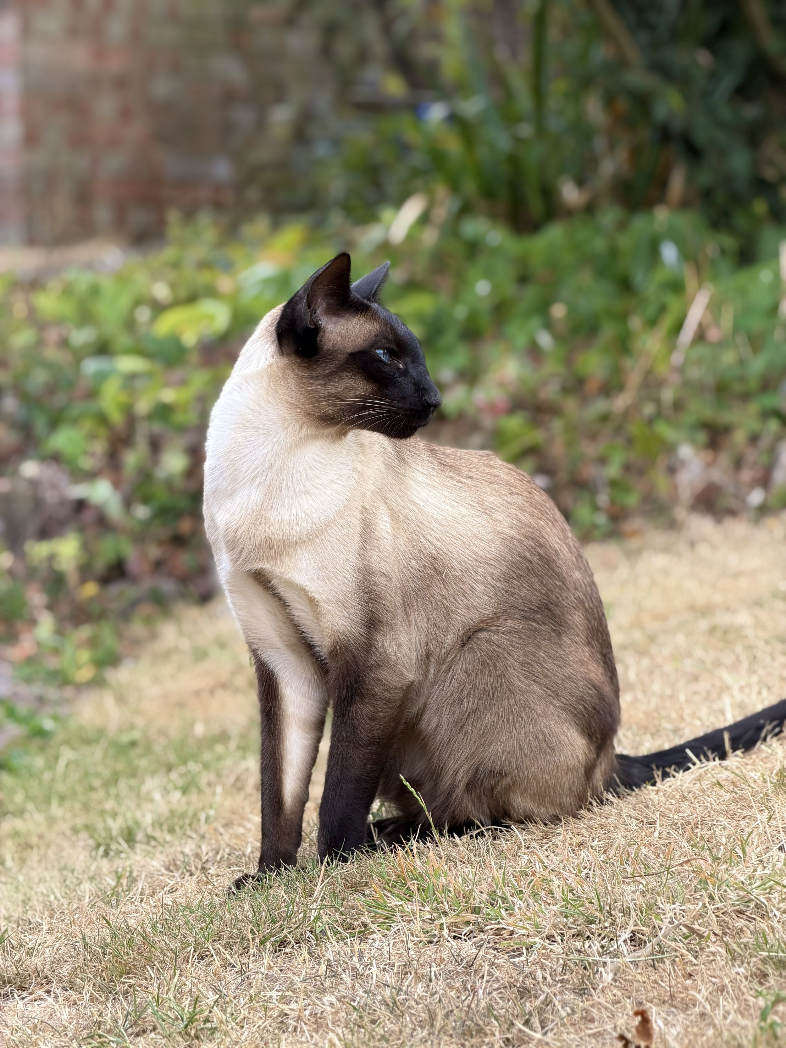 A stunning siamese cat photographed in the garden