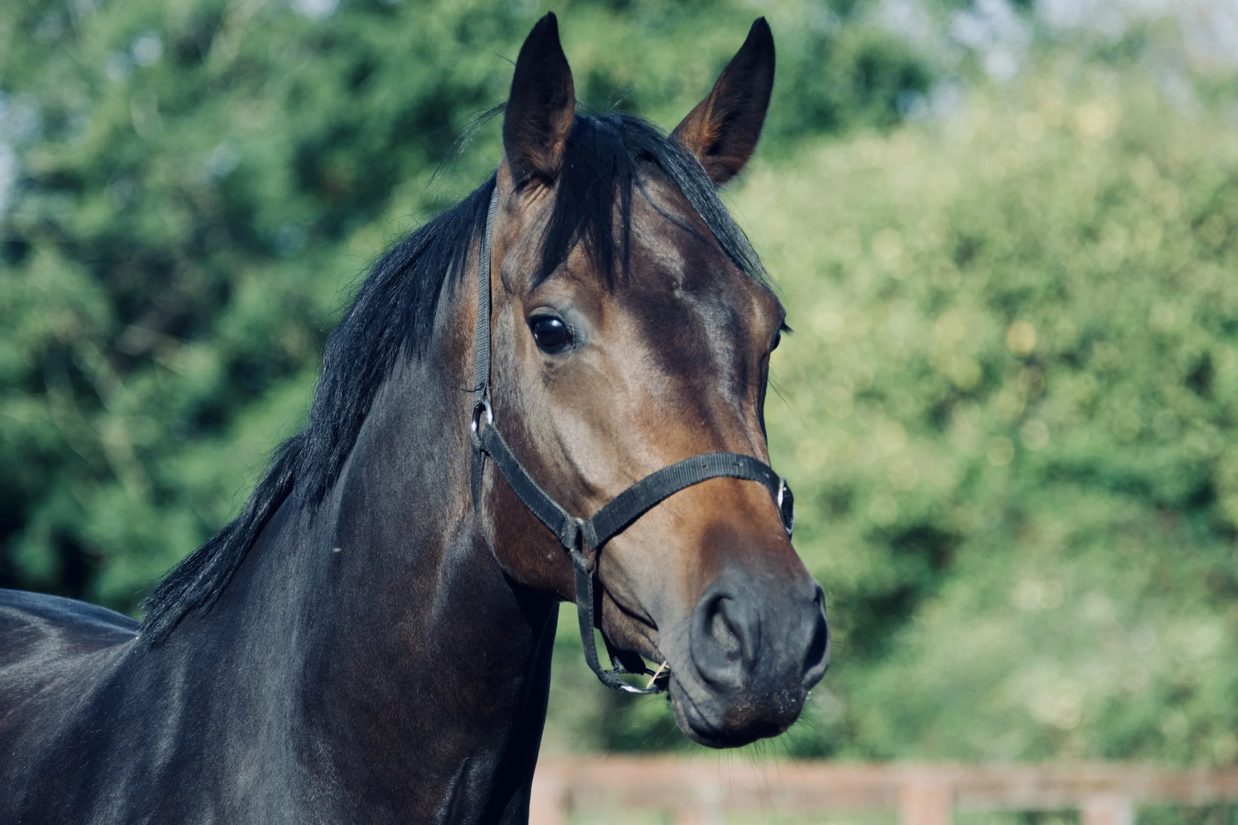 A stunning headshot of a bay mare whilst in her field.