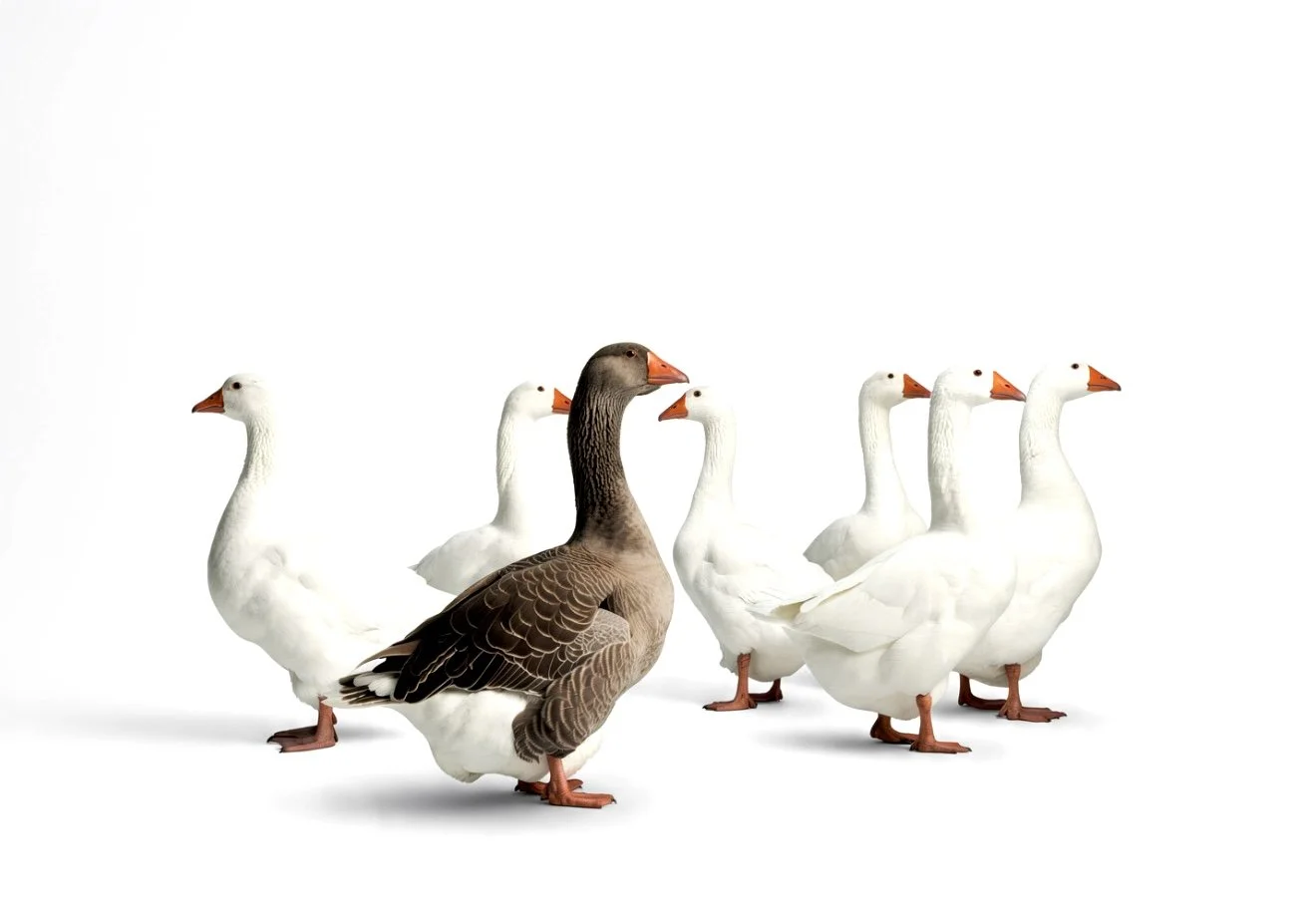 A photograph of a flock of geese on a white background. Very good looking and mighty fine geese.