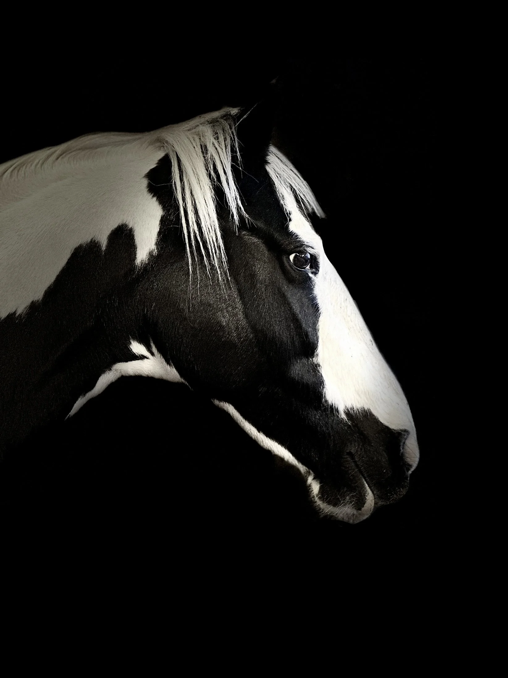 A black and white horse photograph, head shot on black background