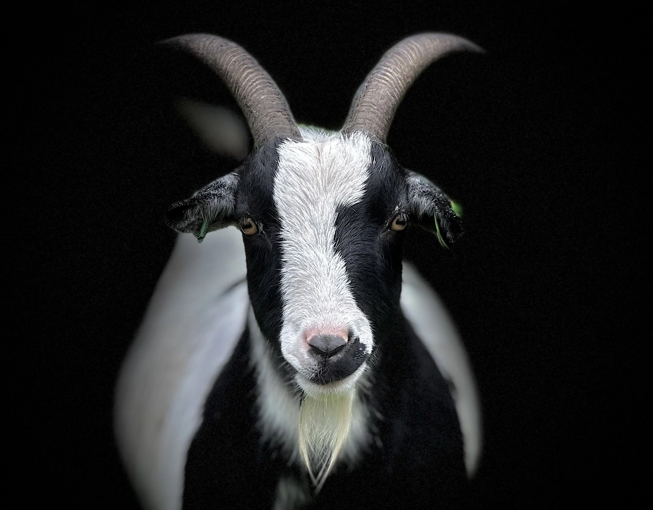 A striking photograph of a black and white goat, super pretty on a black background. 