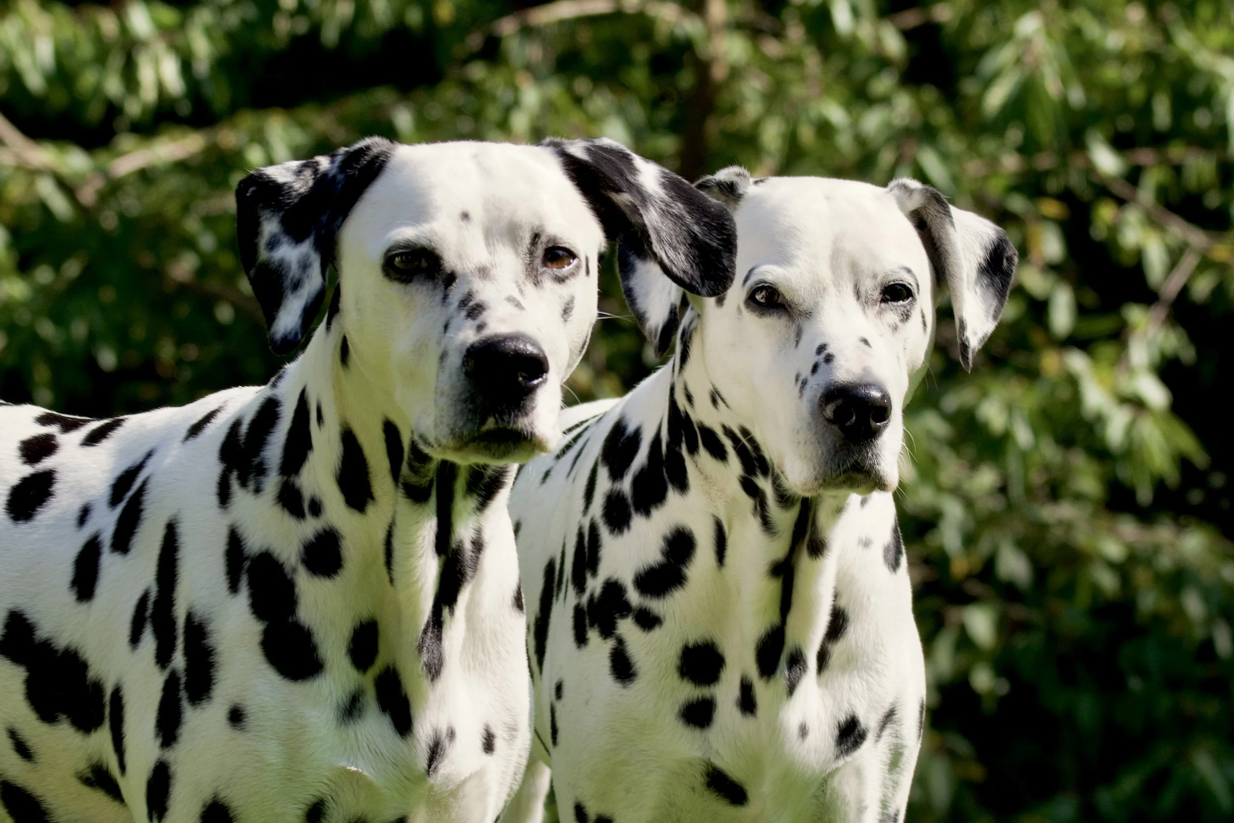 Two Dalmatian dogs, headshots of these beautiful dogs/