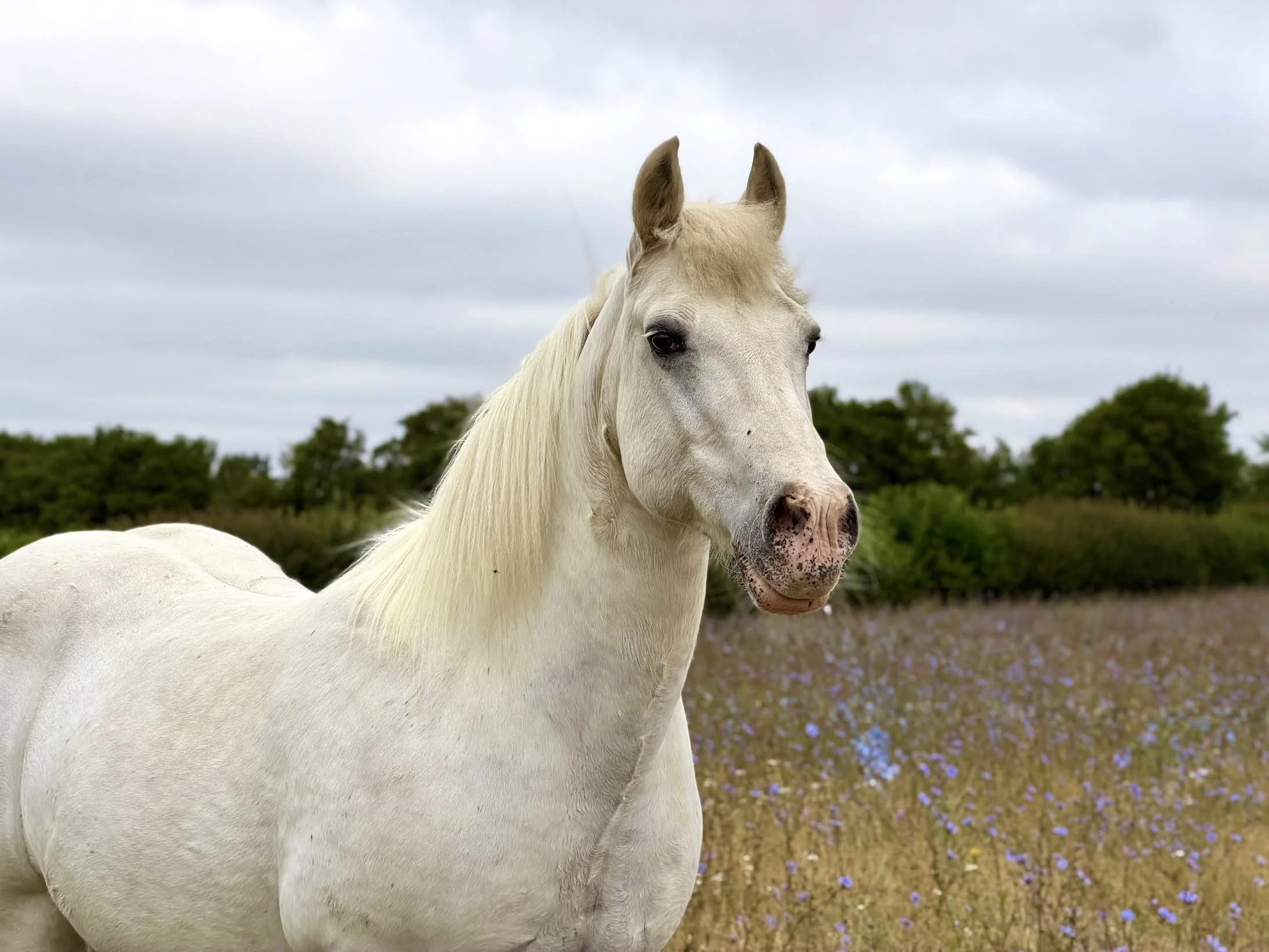 Beautiful white horse in a field of chicory. 