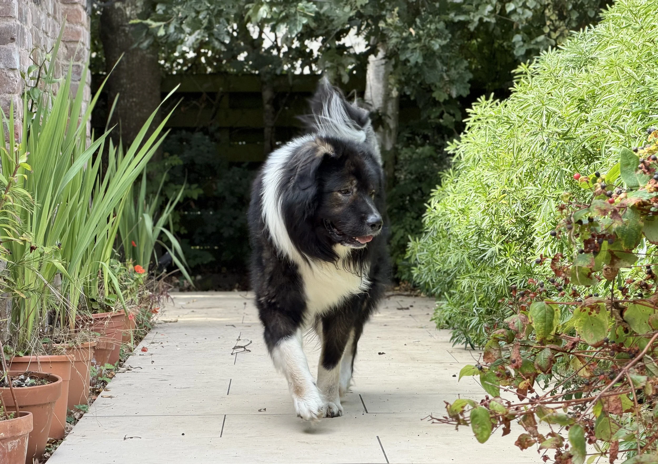 The Caucasian Shepherd Dog. Running gently down a tiled path in the garden. 