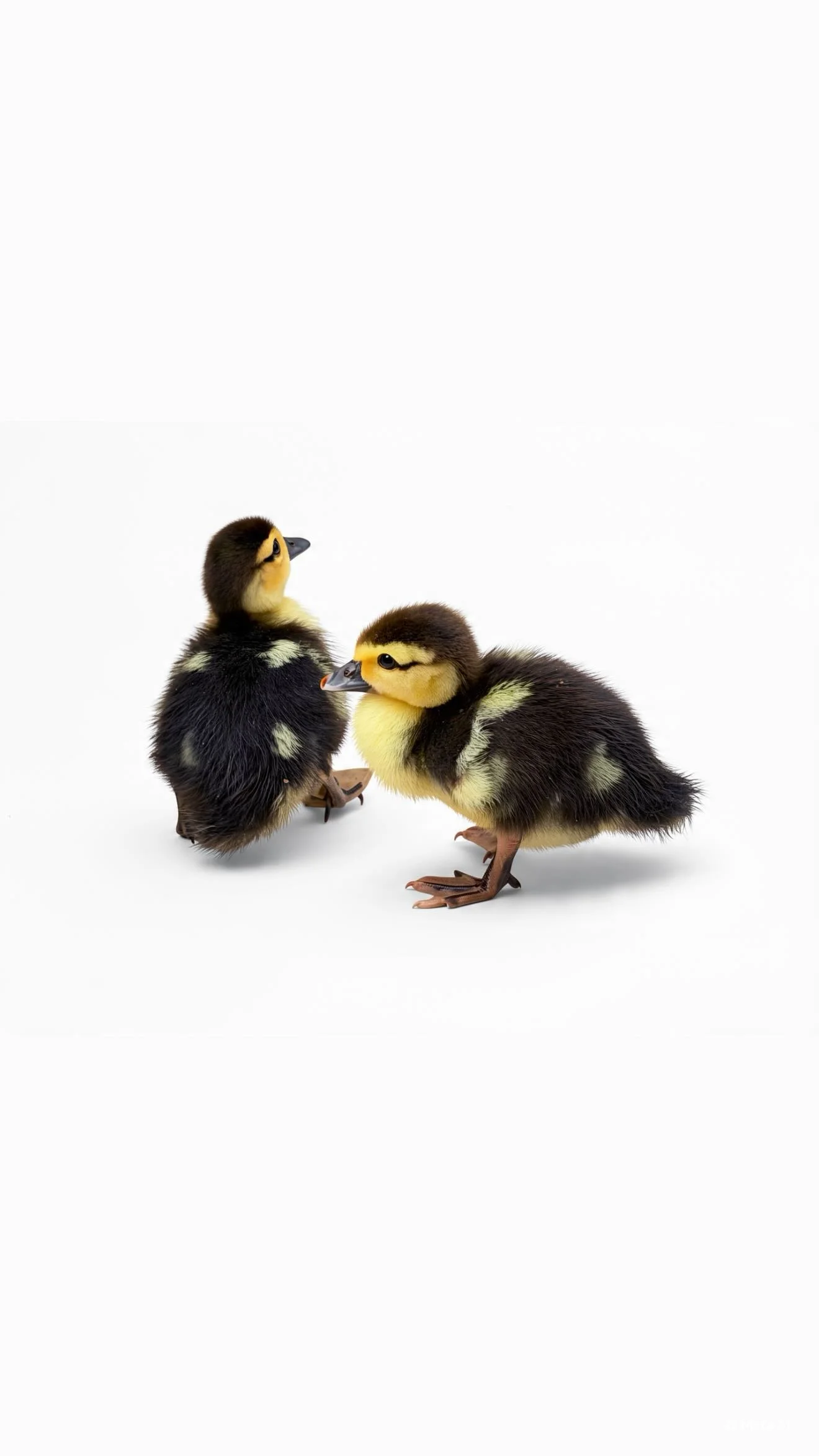 Two muscovy ducklings, about a week old. Very sweet, and set on a white background.