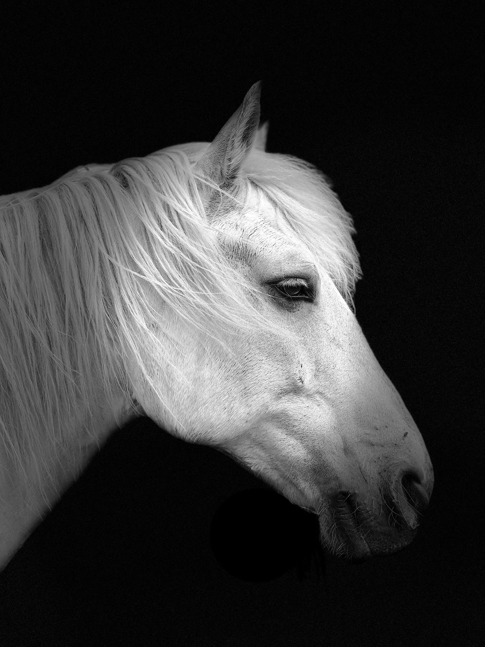 Beautiful stunning image of a grey horses head with a black background for impact