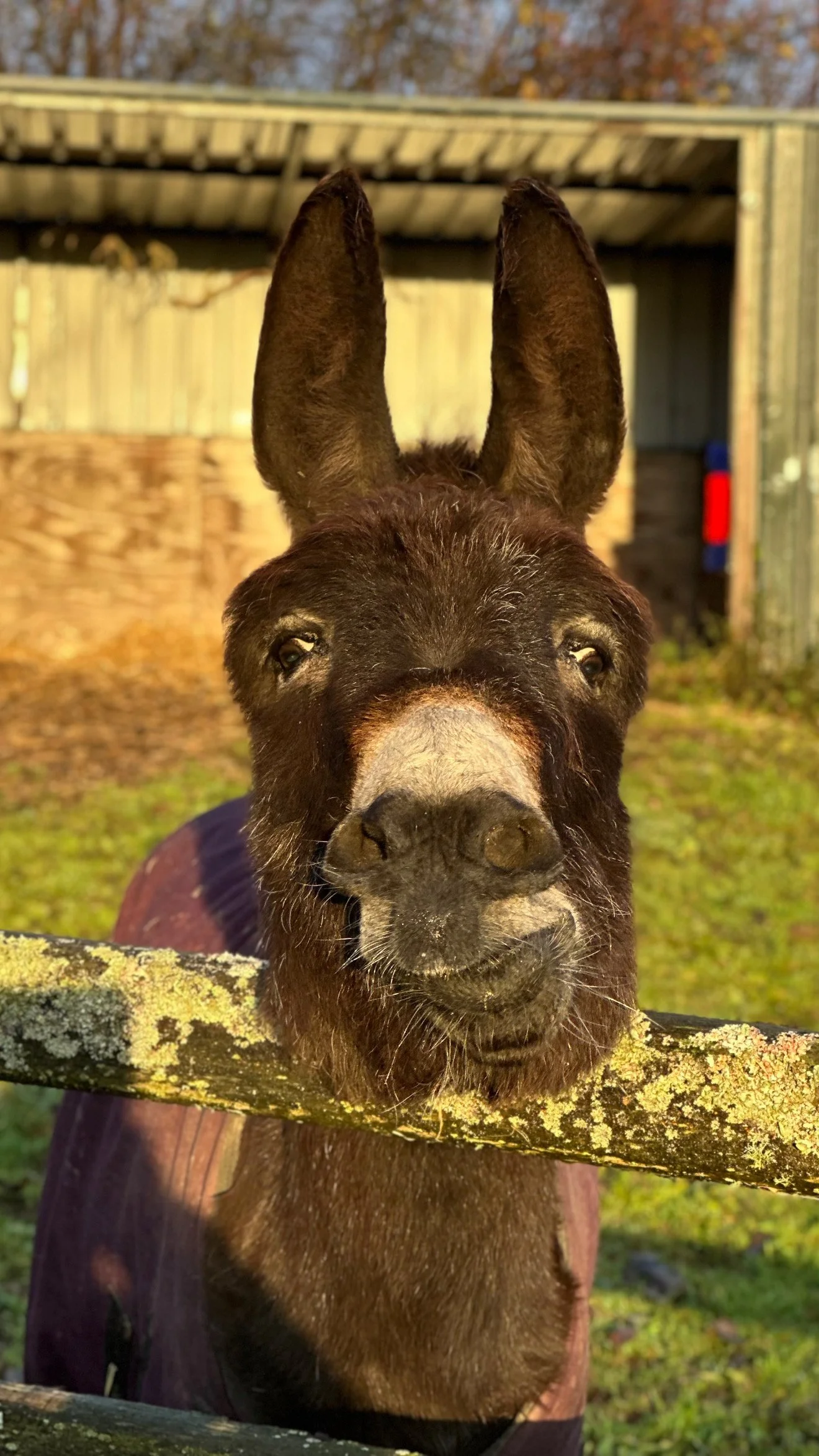 A cheeky donkey photograph. Popping his head over the fence and pulling a very cute expression. 