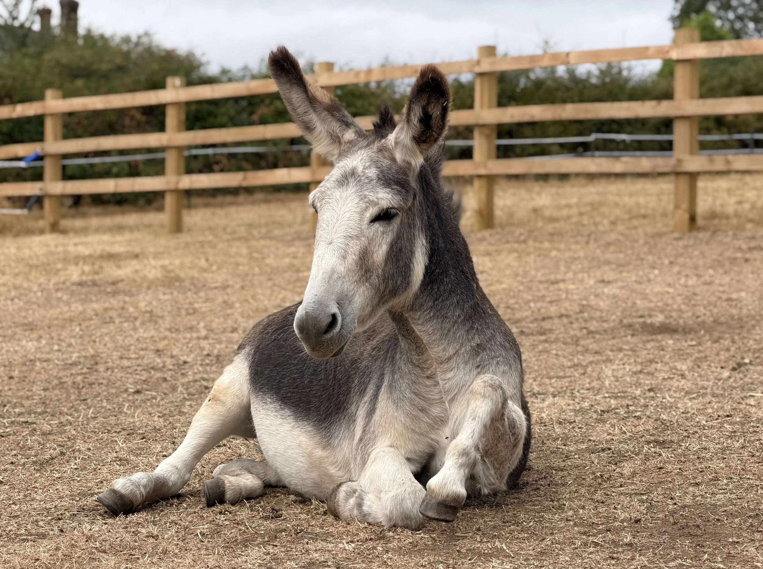 A donkey lying down in the field.